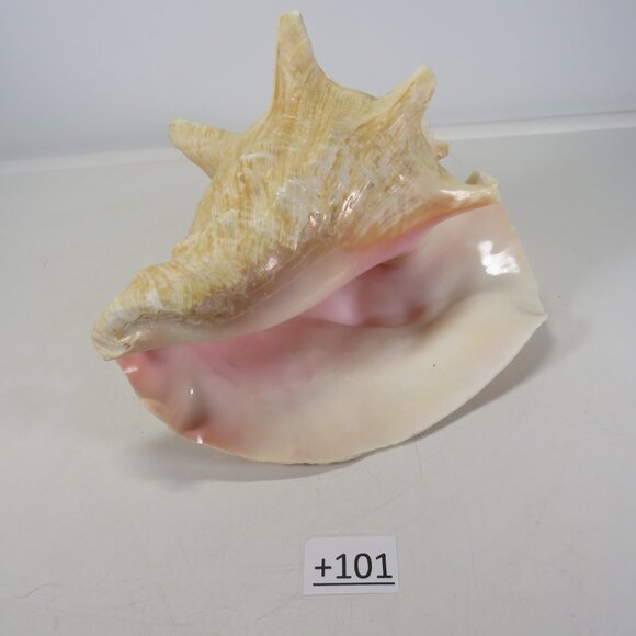 Large Real Conch Sea Shell 8.5" x 7" wide 6" tall has some chips - Picture 2 of 8